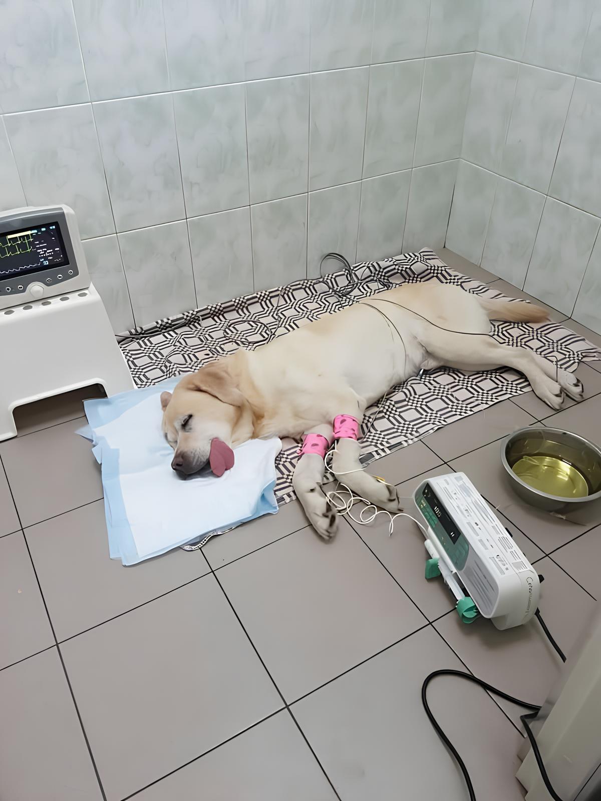 Zider em tratamento veterinário