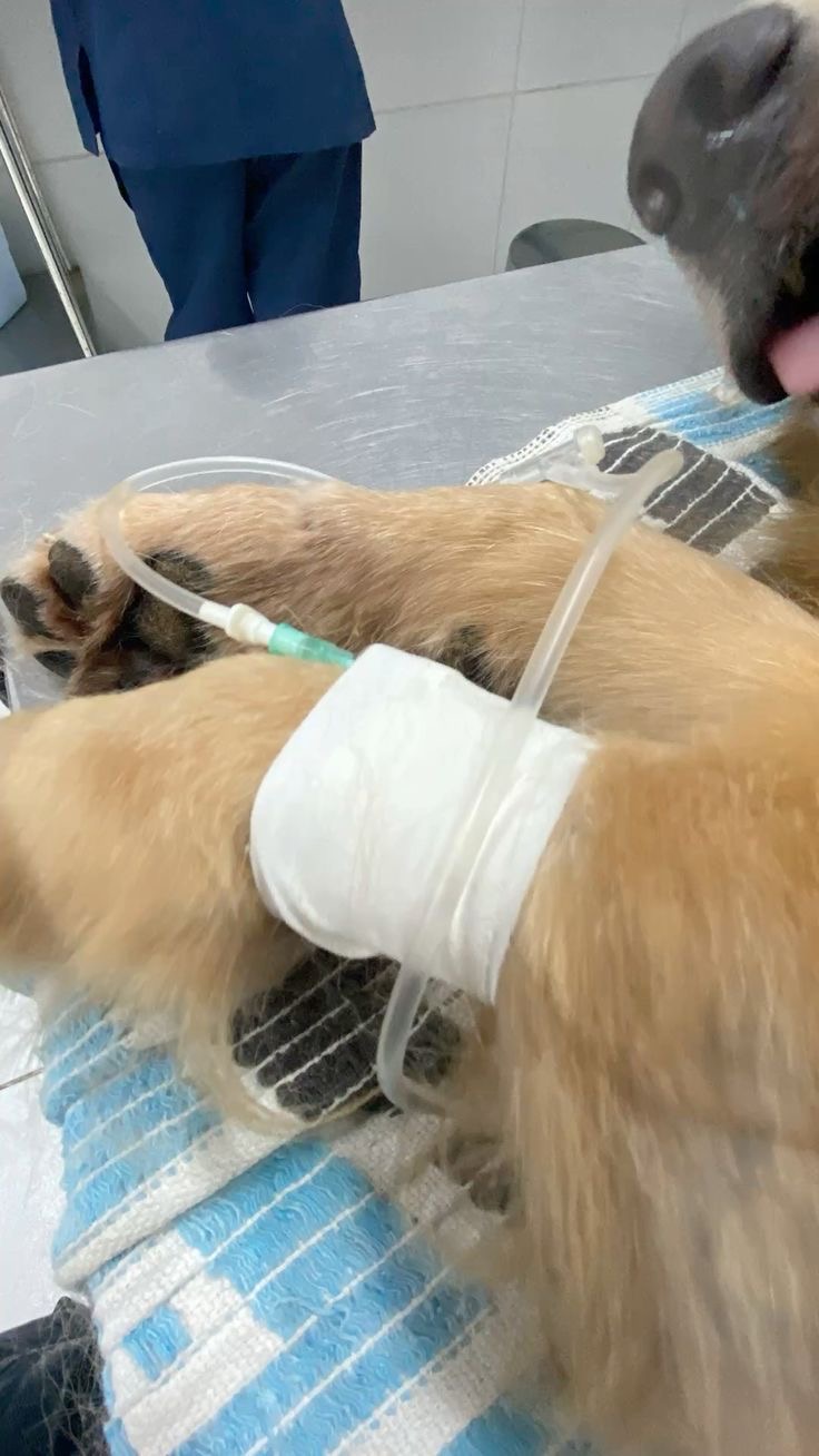 Zider recebendo medicação intravenosa